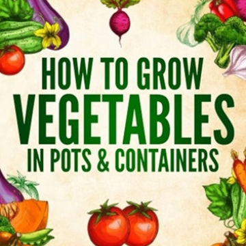 How to Grow Vegetables in Pots and Containers