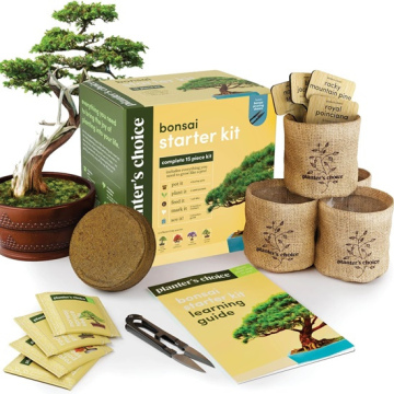 Bonsai Starter Kit - 4 trees